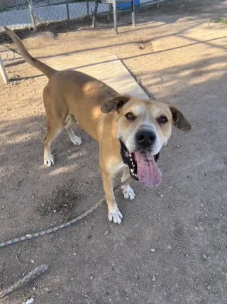 Sampson (Courtesy post)