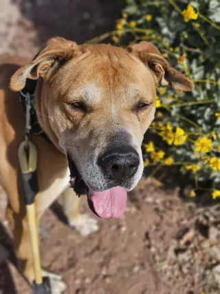 Sampson (Courtesy post)