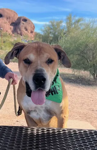 Sampson (Courtesy post)