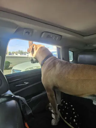 Sampson (Courtesy post)