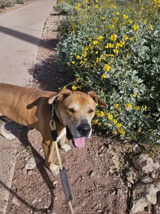 Sampson (Courtesy post)