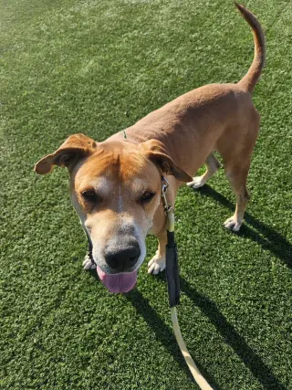 Sampson (Courtesy post)