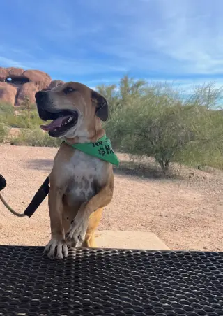 Sampson (Courtesy post)