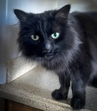 Gomez