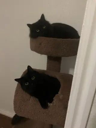 Gomez