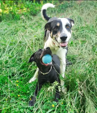 Tula