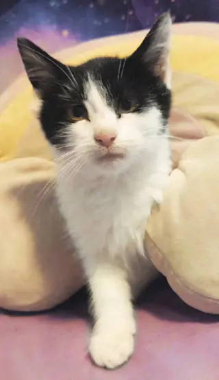 KITTEN PICKLES