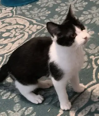 KITTEN PICKLES