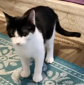 KITTEN PICKLES