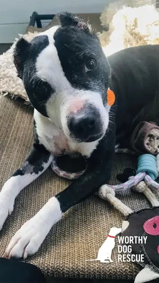 Trevor