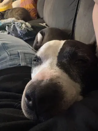 Trevor