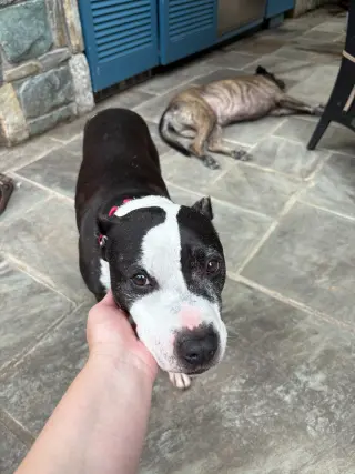 Trevor