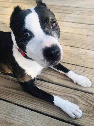 Trevor