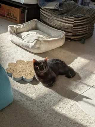 Iris