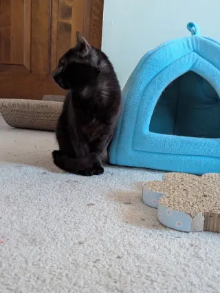 Iris