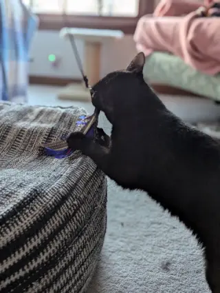 Iris
