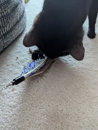 Iris