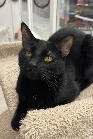 Nala RM