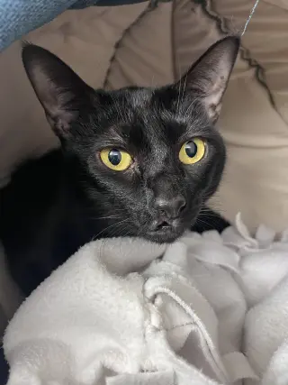 Nala RM