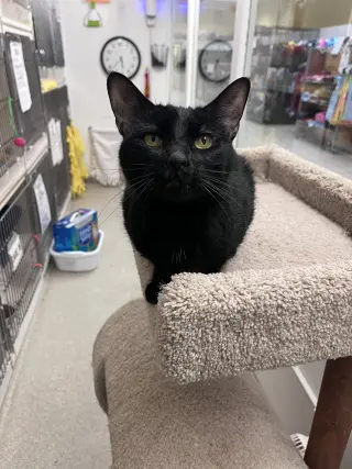 Nala RM