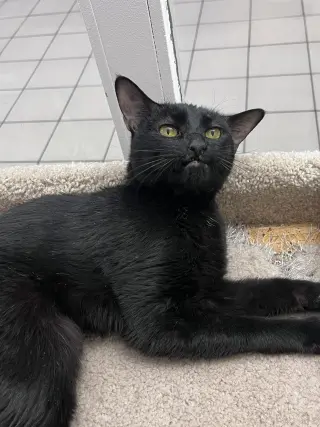 Nala RM