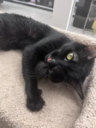 Nala RM