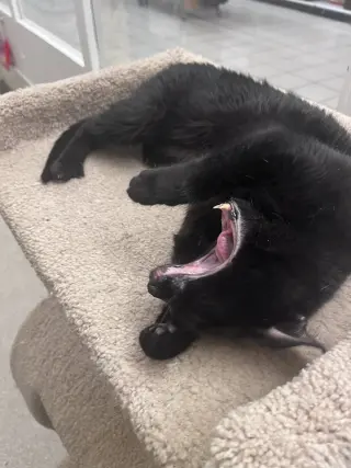 Nala RM