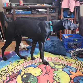 Onyx