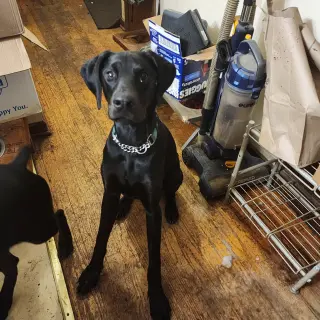 Onyx