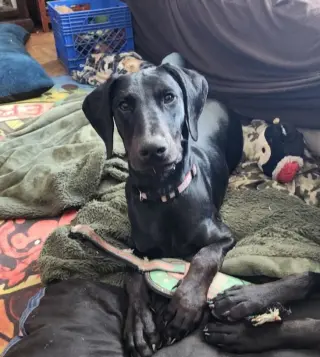 Onyx