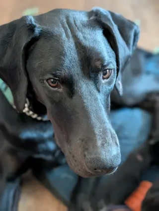 Onyx