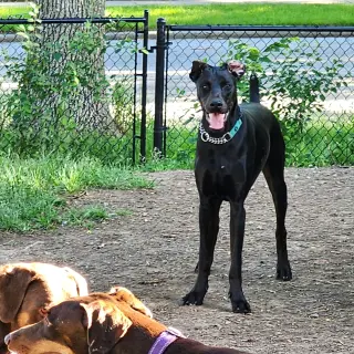 Onyx