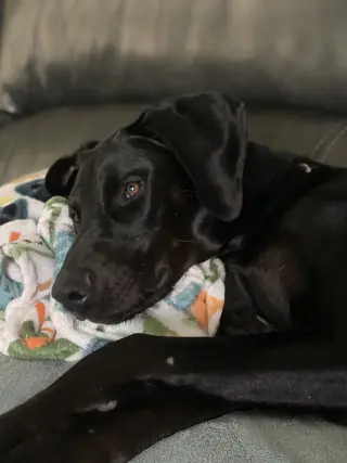 Onyx