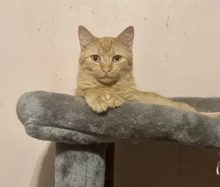 Finn =^.^=
