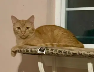 Finn =^.^=