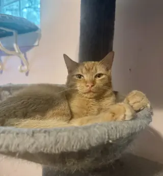Finn =^.^=