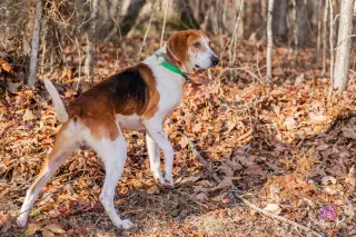 Jack in Powhatan VA