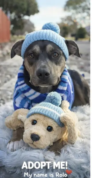 Rolo