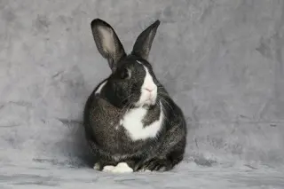 Potato & Pepper (bonded pair)
