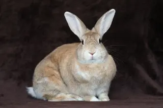 Potato & Pepper (bonded pair)