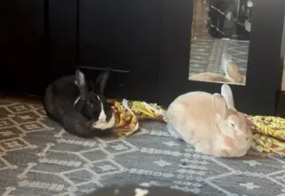 Potato & Pepper (bonded pair)