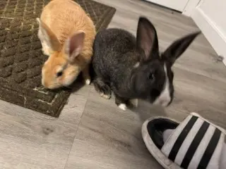 Potato (part of bonded pair)