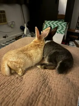 Potato (part of bonded pair)