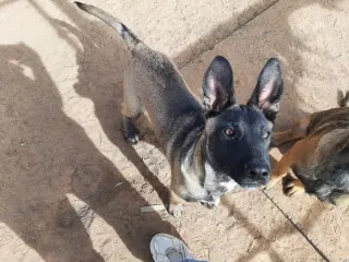 Animaniacs Litter - Mindi - Located in El Paso, TX