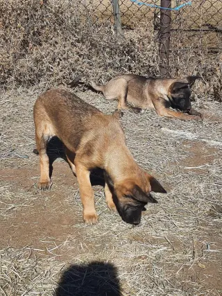 Animaniacs Litter - Mindi - Located in El Paso, TX