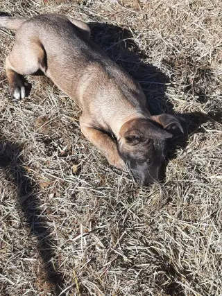 Animaniacs Litter - Mindi - Located in El Paso, TX