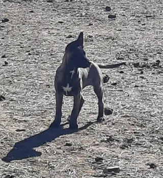 Animaniacs Litter - Mindi - Located in El Paso, TX