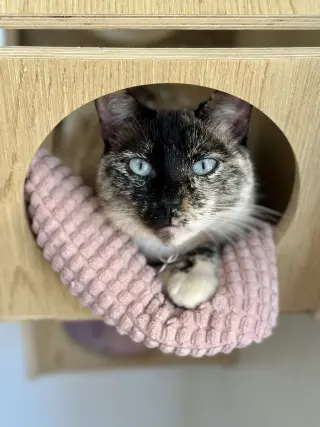 Pixie
