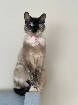 Pixie