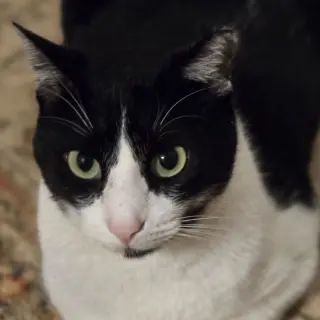 Felix